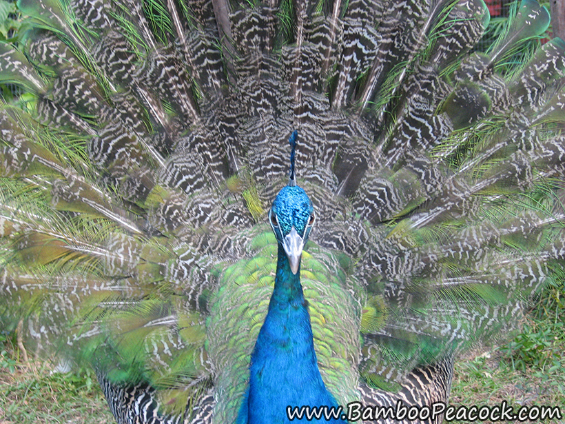 young peacock display
